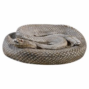 Coiled rattlesnake with its rattle visible against a white background.